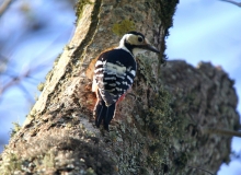 White-backed-woodpecker