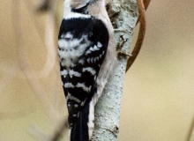 Lesser-spoted woodpecker