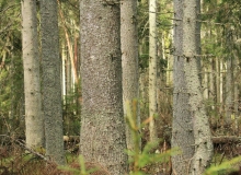 Scenery of Estonian Forest by Ueli Weber