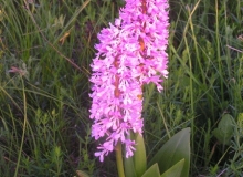 Military Orchid Orchis militaris