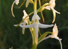 Platanthera bifolia Lesser Butterfly-orchid