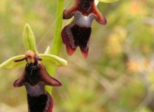 Fly orchid Ophrys insectifera