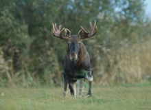 Elk in Matsalu NP