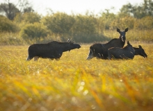 Elk mating game in Matsalu NP