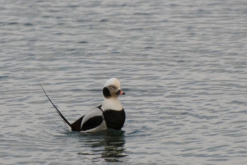 aul-long-tailed-duck